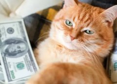 宠物月子中心:新兴小众行业一单入手1500元,5个月赚20万!商机还是泡沫?