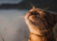 这个蓝海冷门项目,刚需且操作简单,易变现!