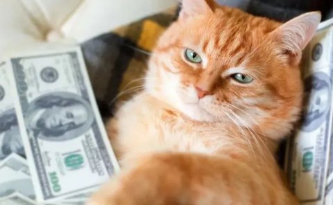 宠物月子中心:新兴小众行业一单入手1500元,5个月赚20万!商机还是泡沫?