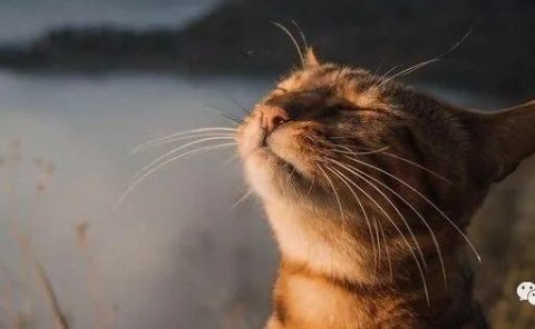 这个蓝海冷门项目,刚需且操作简单,易变现!