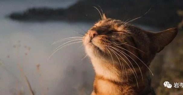 这个蓝海冷门项目,刚需且操作简单,易变现!