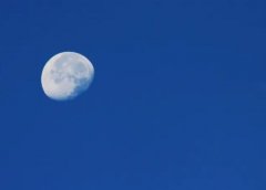 宠物号月挣10000，简单好剪辑，适合新手矩阵放大