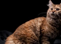 特别暴利的网络赚钱项目！靠宠物碗半年收入80万...