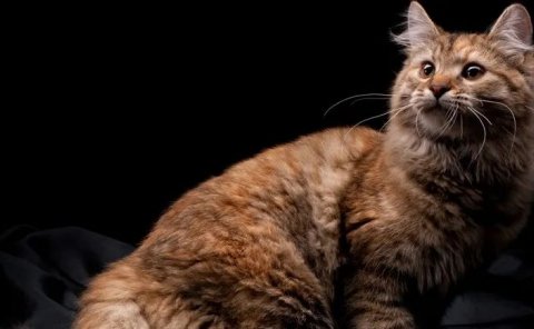 特别暴利的网络赚钱项目！靠宠物碗半年收入80万...