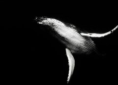 利用美女号来做网盘拉新项目,真香。