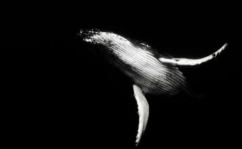 利用美女号来做网盘拉新项目,真香。