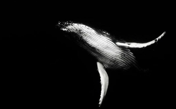 利用美女号来做网盘拉新项目,真香。