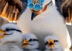 一学就会,即梦AI+可灵,5分钟做出自带流量的可爱母爱动物视频